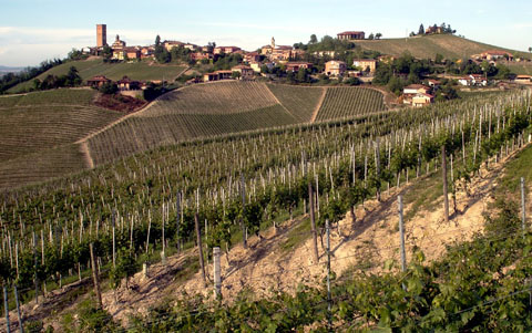 photograph of a vineyard