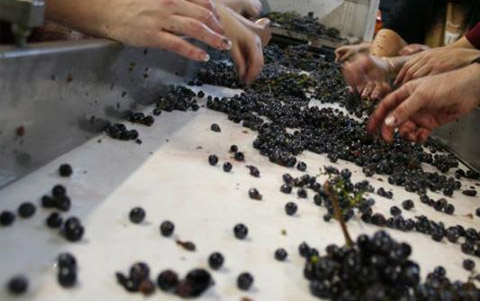 Picture of loose purple grapes