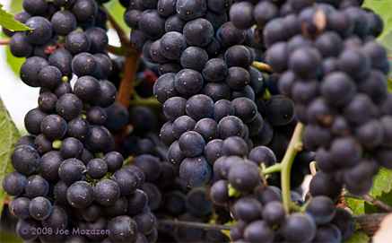 close up of bunches of purple grapes