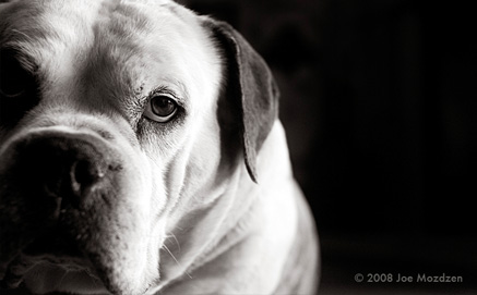black and white photo of a dogs face