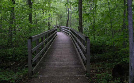 Bridge in the woods