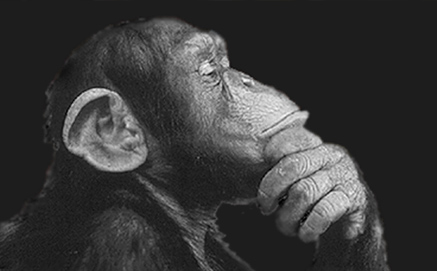 chimpanzee face from side